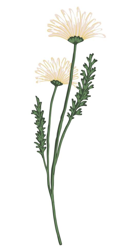 Chamomile plant, daisy flower. Colored fieldplant drawing. Hand drawn illustration. Botanical clipart isolated on white. Gentle single element for design, postcard, print, decor, sticker, wrap. vector
