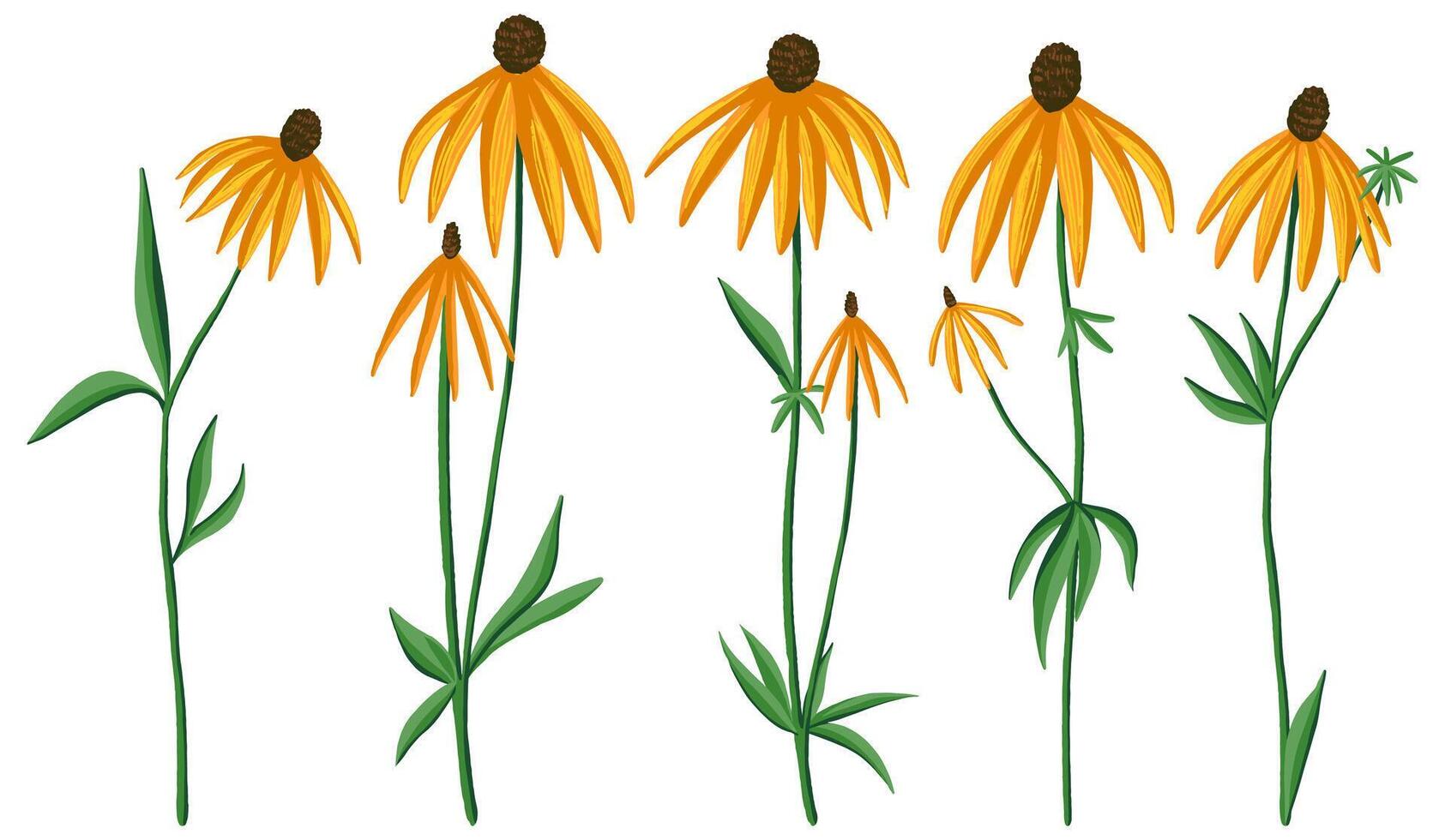 Collection of gray headed coneflower. Set of Echinacea wildflowers. Botanical drawings isolated on white. Hand drawn illustration. Colored cliparts for design, print, card, sticker, decor. vector