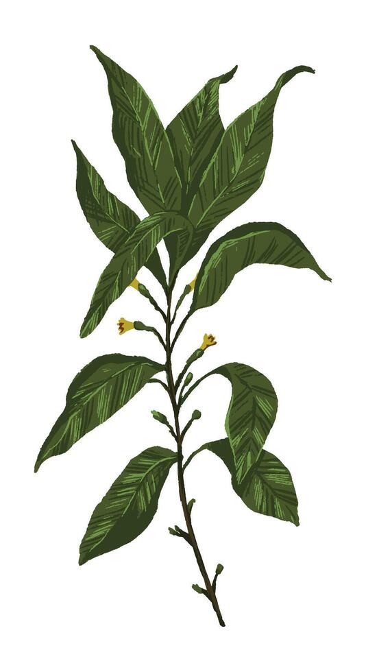Green leaves branch. Colored field plant drawing. Hand drawn illustration. Botanical clipart isolated on white. Single element for design, postcard, print, decoration, sticker, typography. vector