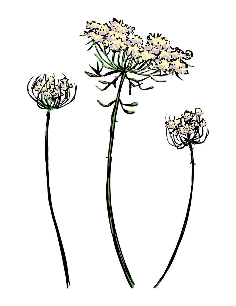 Wild plants collection. Retro ink sketches of meadow weeds. Hand drawn illustration set. Botanical cliparts isolated on white background. vector