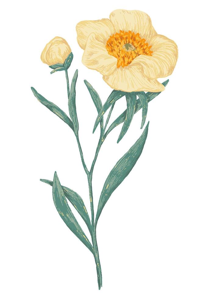 Peony Claire de Lune plant. Colored wildflower drawing. Hand drawn illustration. Botanical clipart isolated on white. Gentle single element for design, card, print, decor, typography, sticker. vector