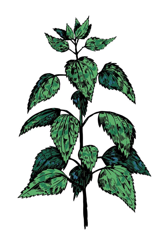 Wild plant nettle sketch. Medical plant with leaves. Hand drawn illustration of herbs. Botanical clipart isolated on white background. vector