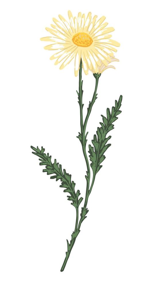 Chamomile plant, daisy flower. Colored fieldplant drawing. Hand drawn illustration. Botanical clipart isolated on white. Gentle single element for design, postcard, print, decor, sticker, wrap. vector