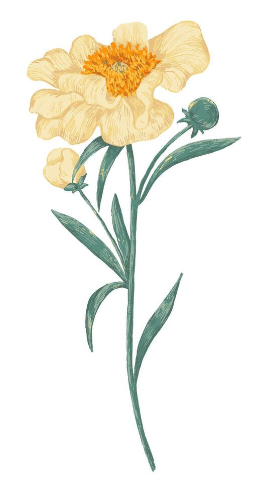 Peony Claire de Lune plant. Colored wildflower drawing. Hand drawn illustration. Botanical clipart isolated on white. Gentle single element for design, card, print, decor, typography, sticker. vector