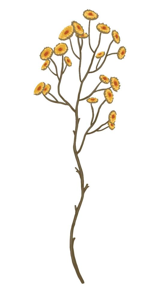 Abstract wild flower. Colored field plant drawing. Hand drawn illustration. Botanical clipart isolated on white. Single element for design, postcard, print, decoration, sticker, typography, wrap. vector