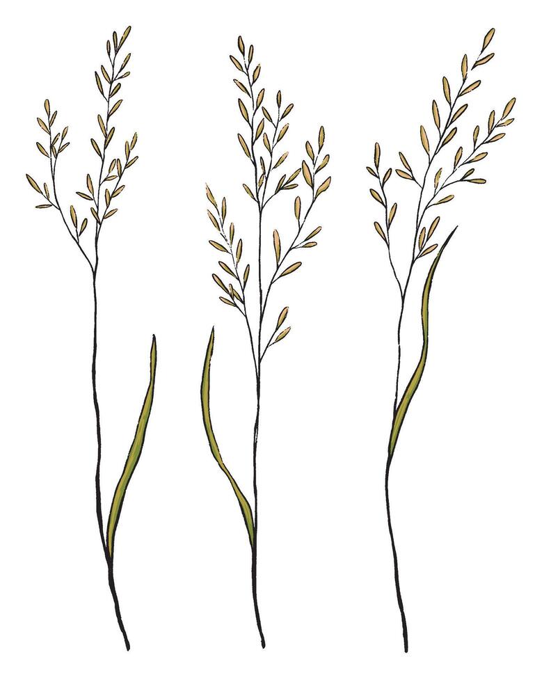 Vintage collection hand drawn illustration. Set of sketches wild plants. isolated on white. Abstract botanical decorative elements for design vector