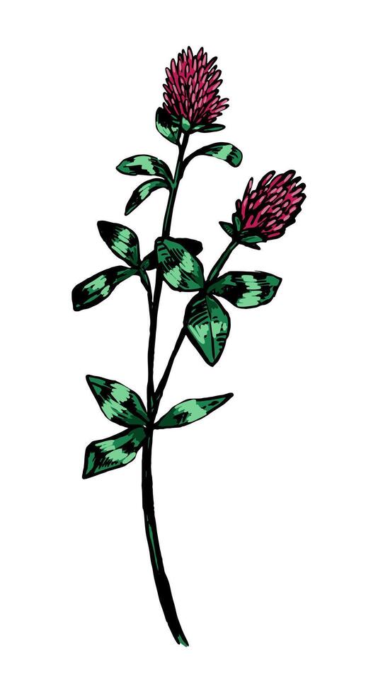 Clover flower wild plant retro ink sketch. Hand drawn illustration of field herb. Botanical clipart isolated on white background. vector