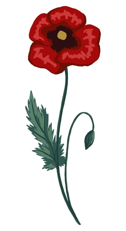Poppy flower, field plant. Colored wildflower drawing. Hand drawn illustration. Botanical clipart isolated on white. Gentle single element for design, card, print, decor, typography, sticker. vector