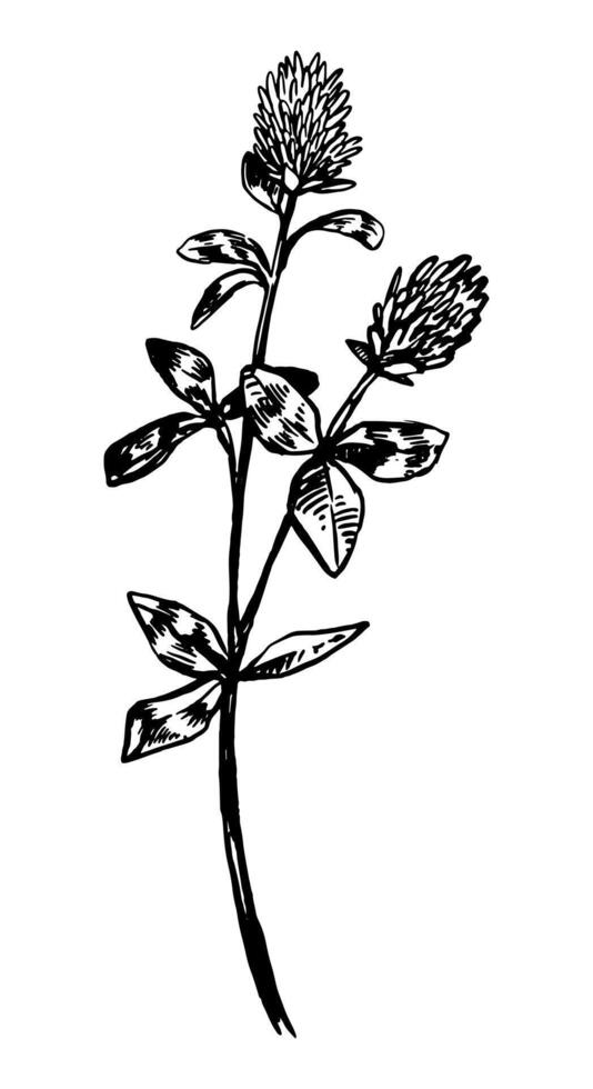 Clover flower wild plant retro ink sketch. Hand drawn illustration of field herb. Botanical clipart isolated on white background. vector