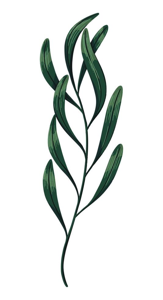 Green tropical tree branch. Hand drawn illustration. Colored realistic drawing of exotic plant leaves isolated on white. Single botanical clip art for design print, decor, wrap, card, sticker. vector