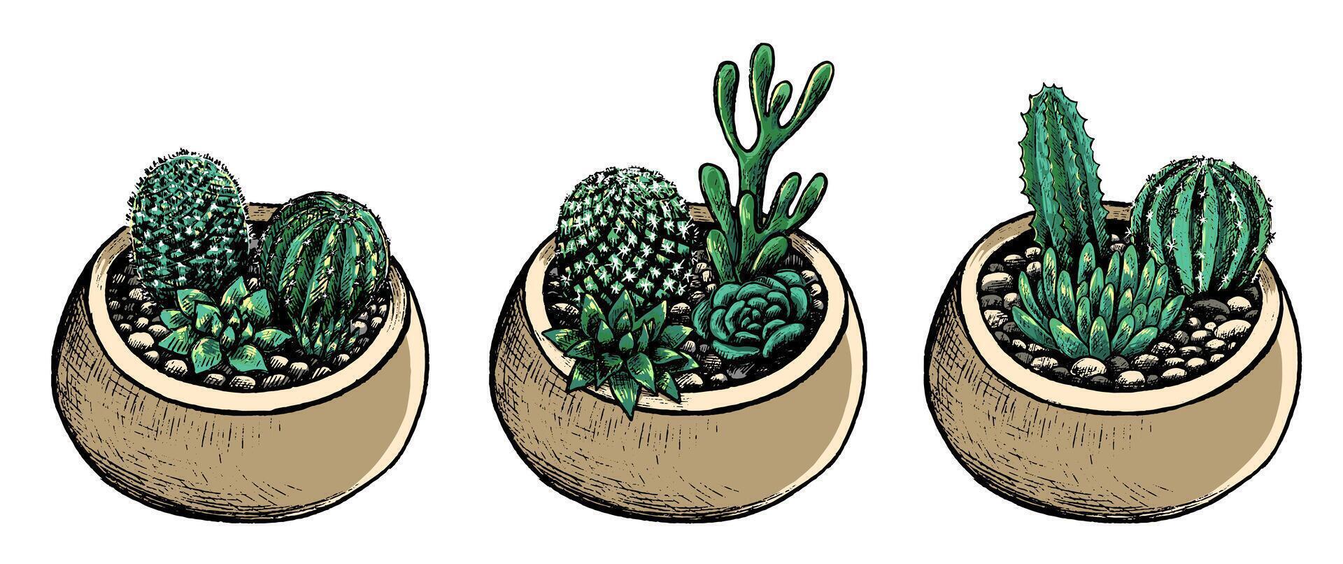 Collection of pots with cacti and succulents. Vintage botanical set with house plants in sketch style. Hand drawn illustration. Decorative floral elements isolated on white for design. vector