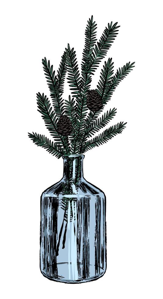 Sketch of glass vase with Christmas tree branches. Bouquet of fir tree twigs. Hand drawn illustration. Vintage floral clip art isolated on white. vector