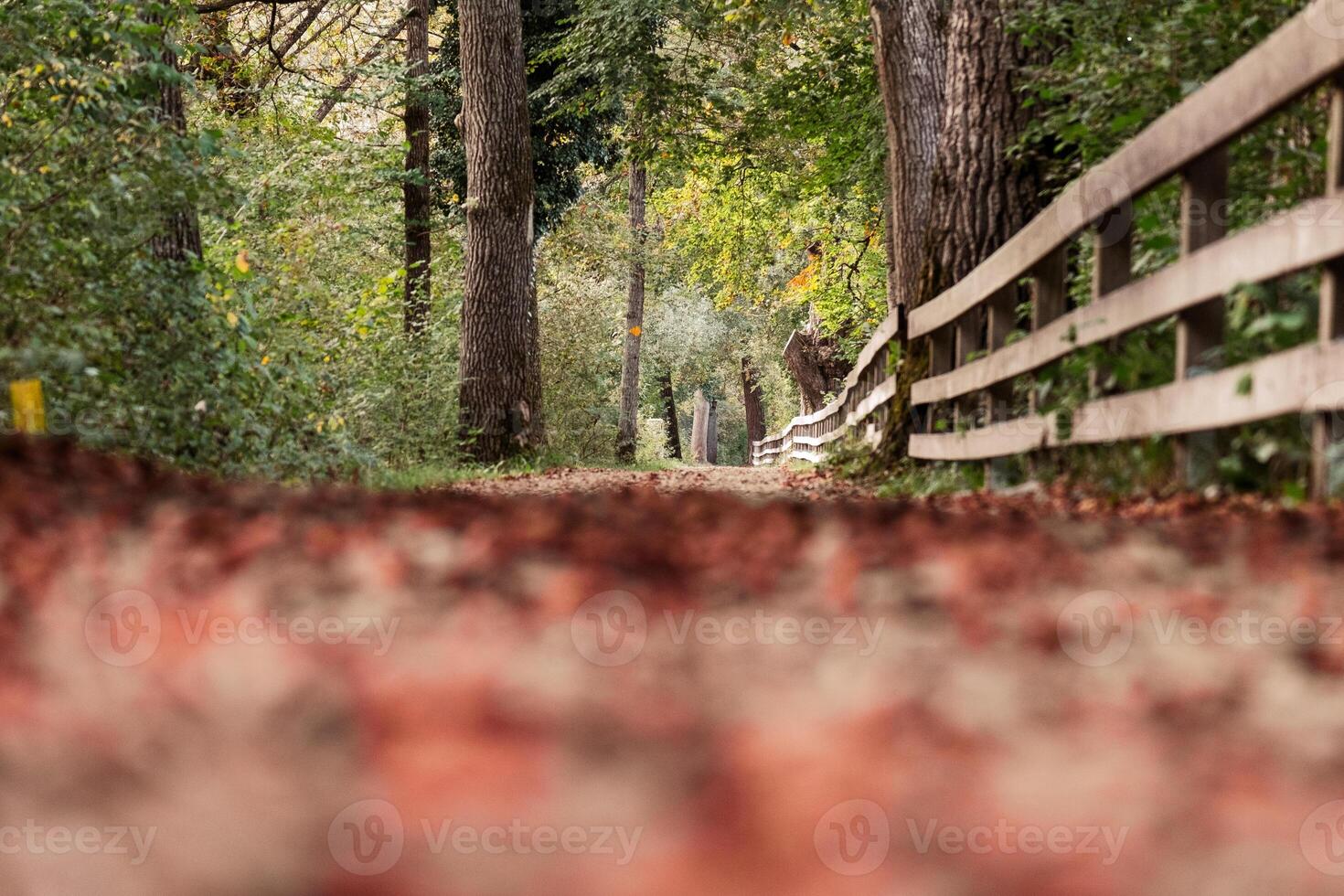 A forest pathway strewn with autumn leaves leads invitingly through a tranquil woodland, framed by a rustic fence, embodying a peaceful retreat. photo