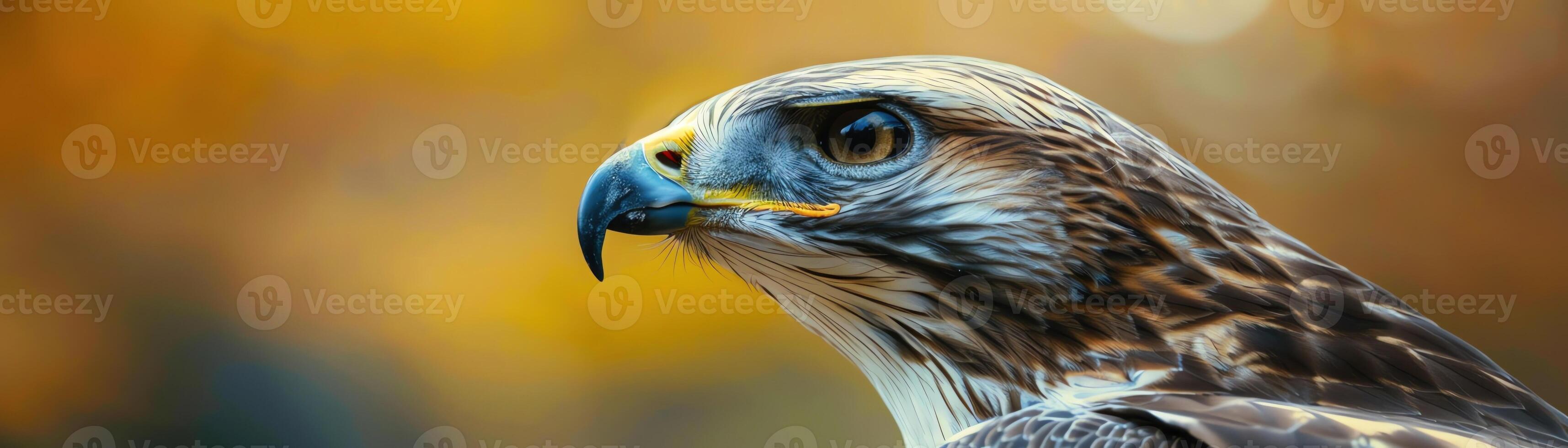 Closeup of a hawks fierce profile, detailed view of its piercing eyes and beak, softfocus natural background photo