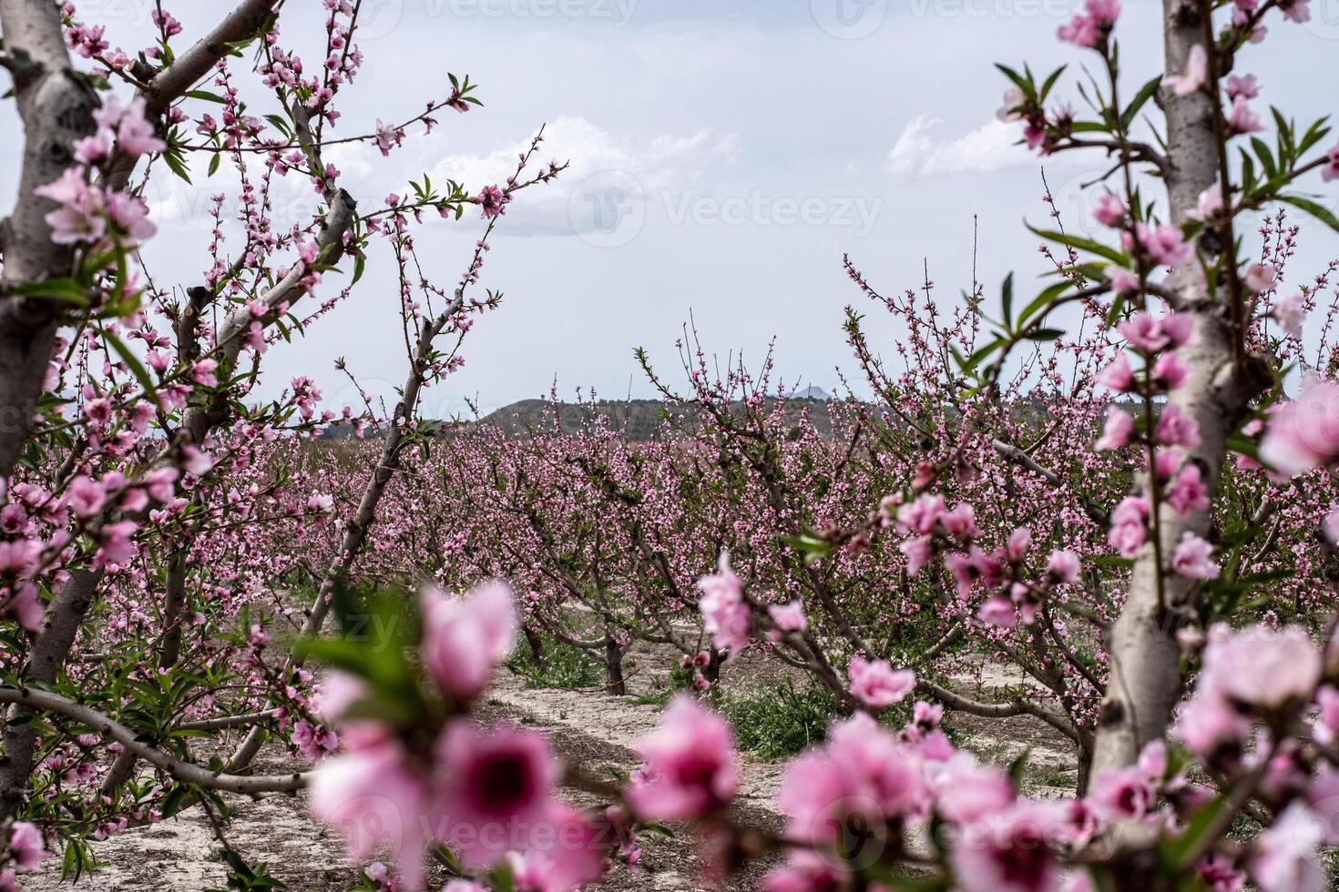 Blossoming almond orchard in full bloom, with pink flowers close up and a blurred natural background. photo