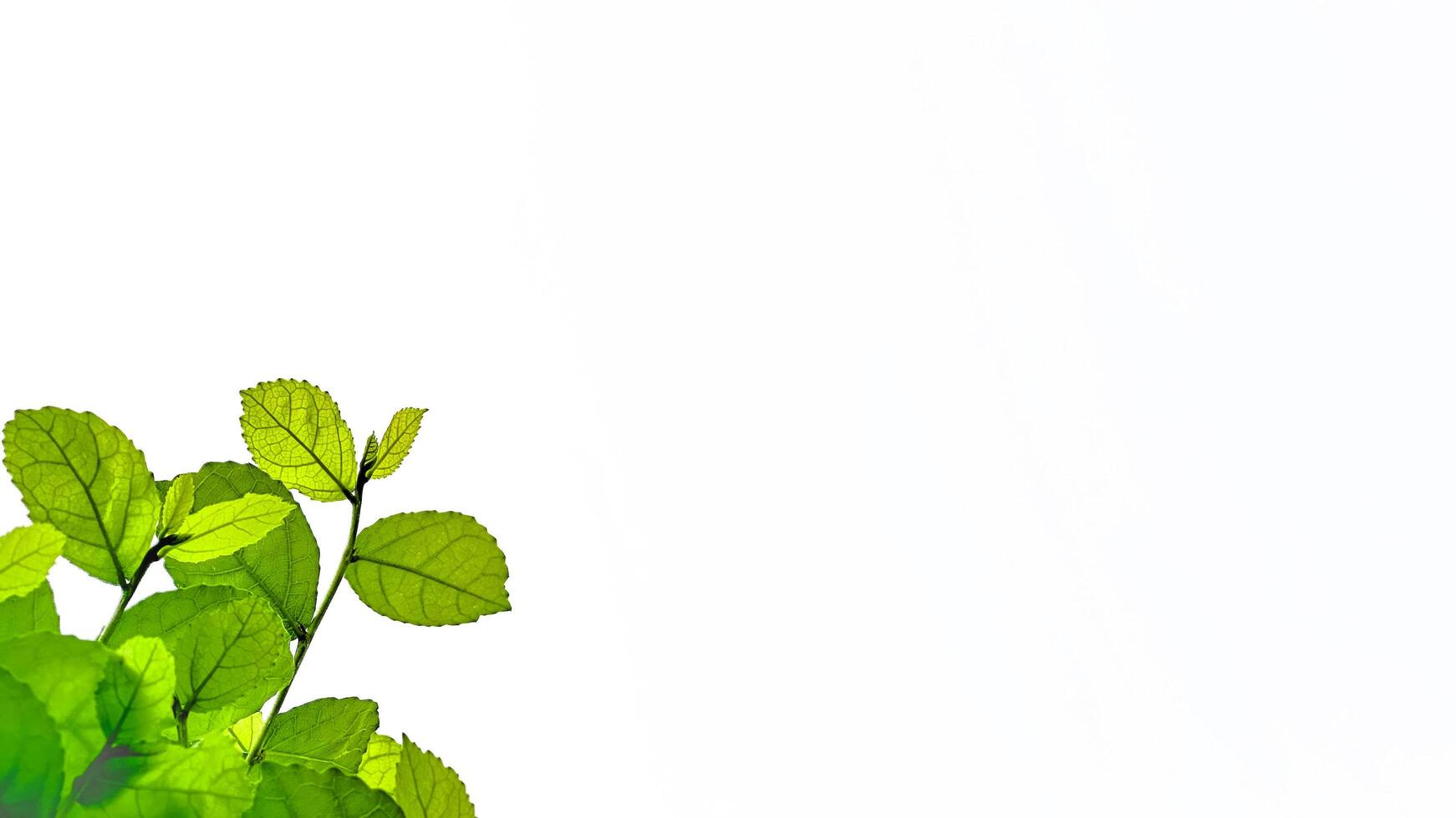 Isolated with clipping paths green tree top leaves on white background photo