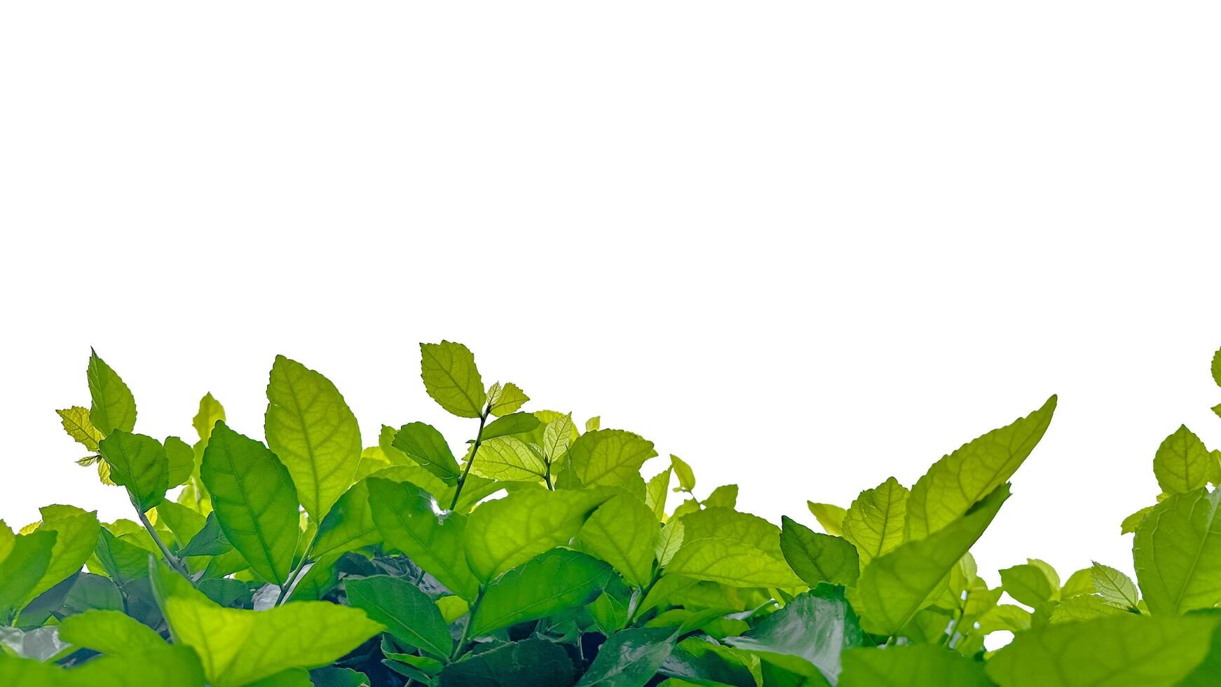 Isolated with clipping paths green tree top leaves on white background photo