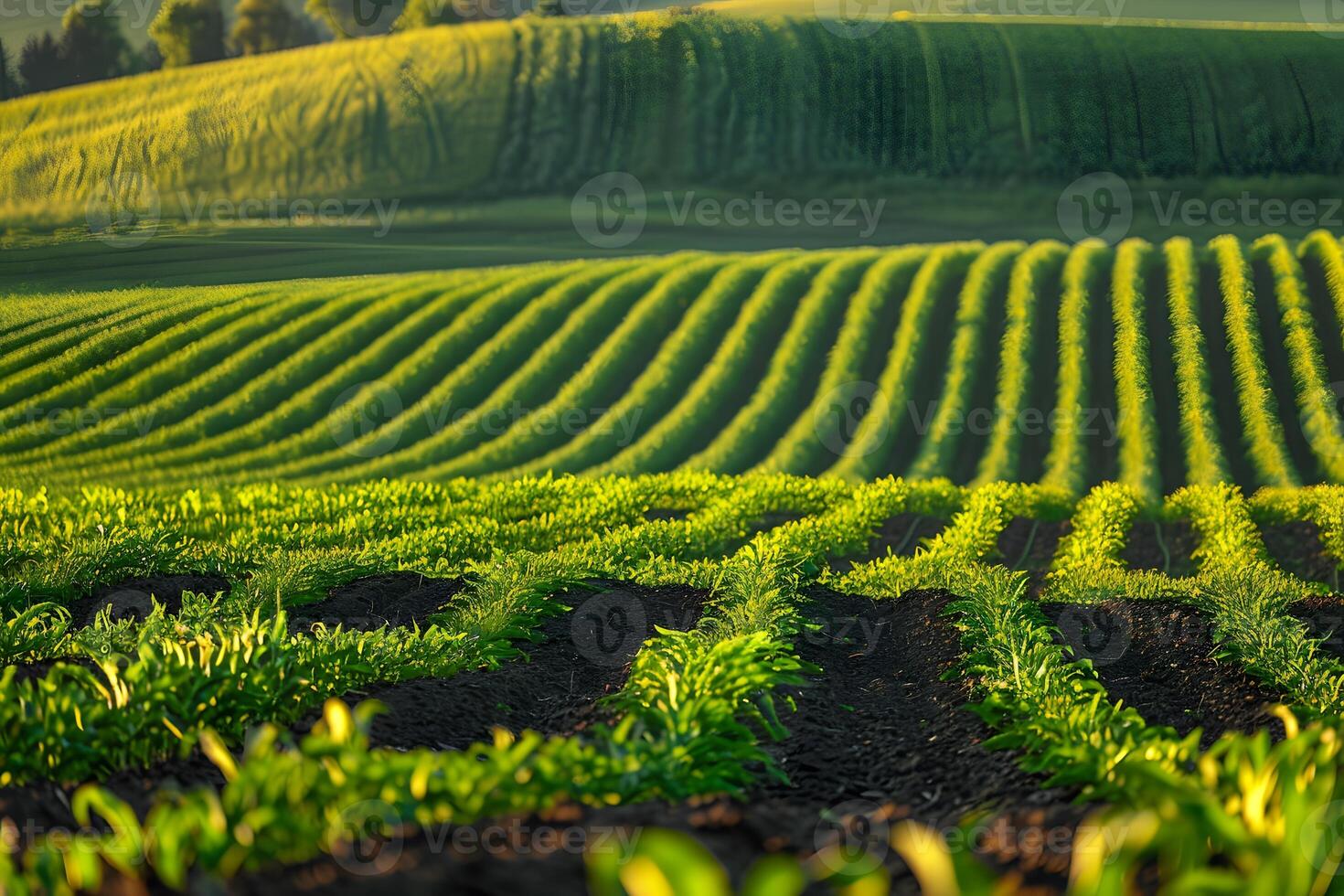 A tractor in the center of a field photo