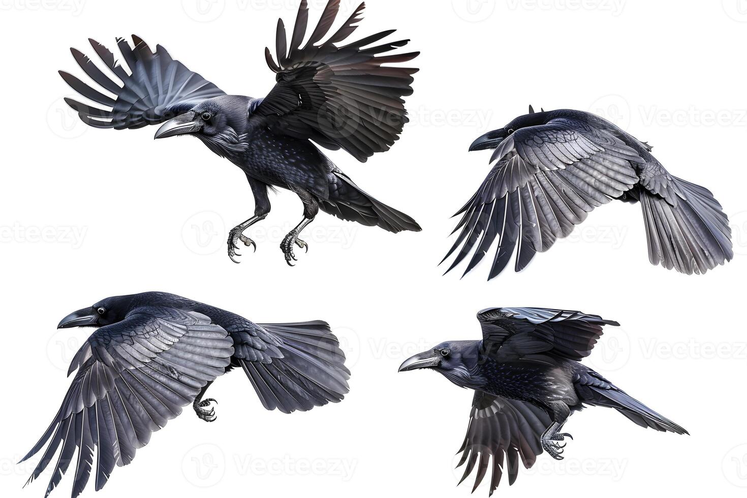 Four different views of a black bird flying in the air photo