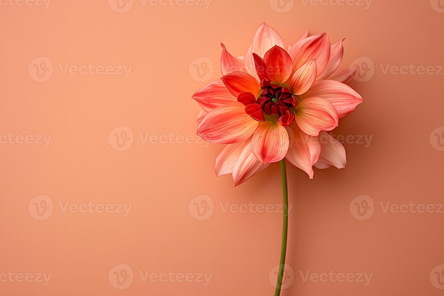A single flower on a pink background photo