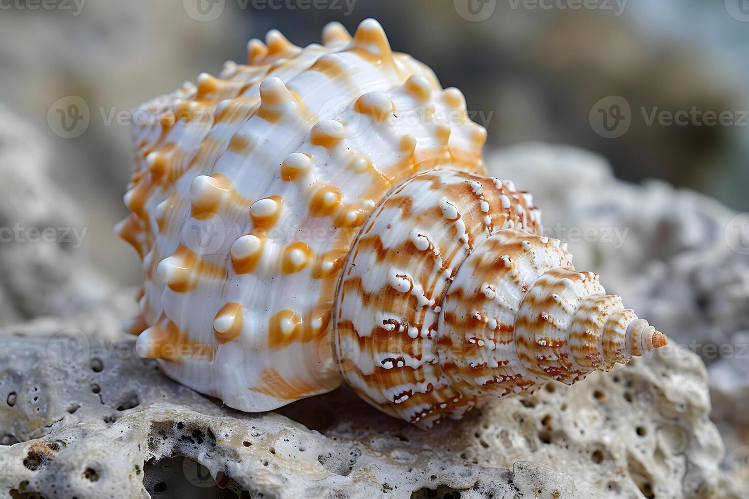 A shell on a rock with a sea in the background photo