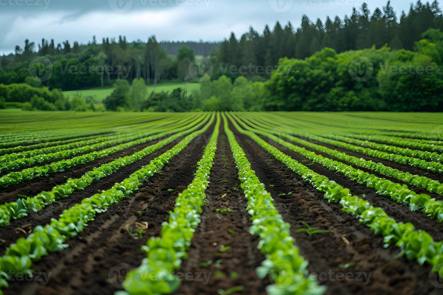 A close up of a field of lettuce with trees in the background photo