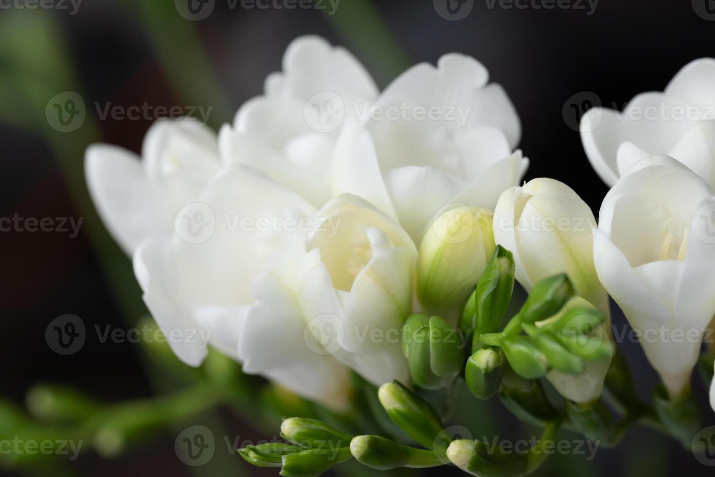 White Freesias close-up. Blurry dark surface in the background. Copy space photo
