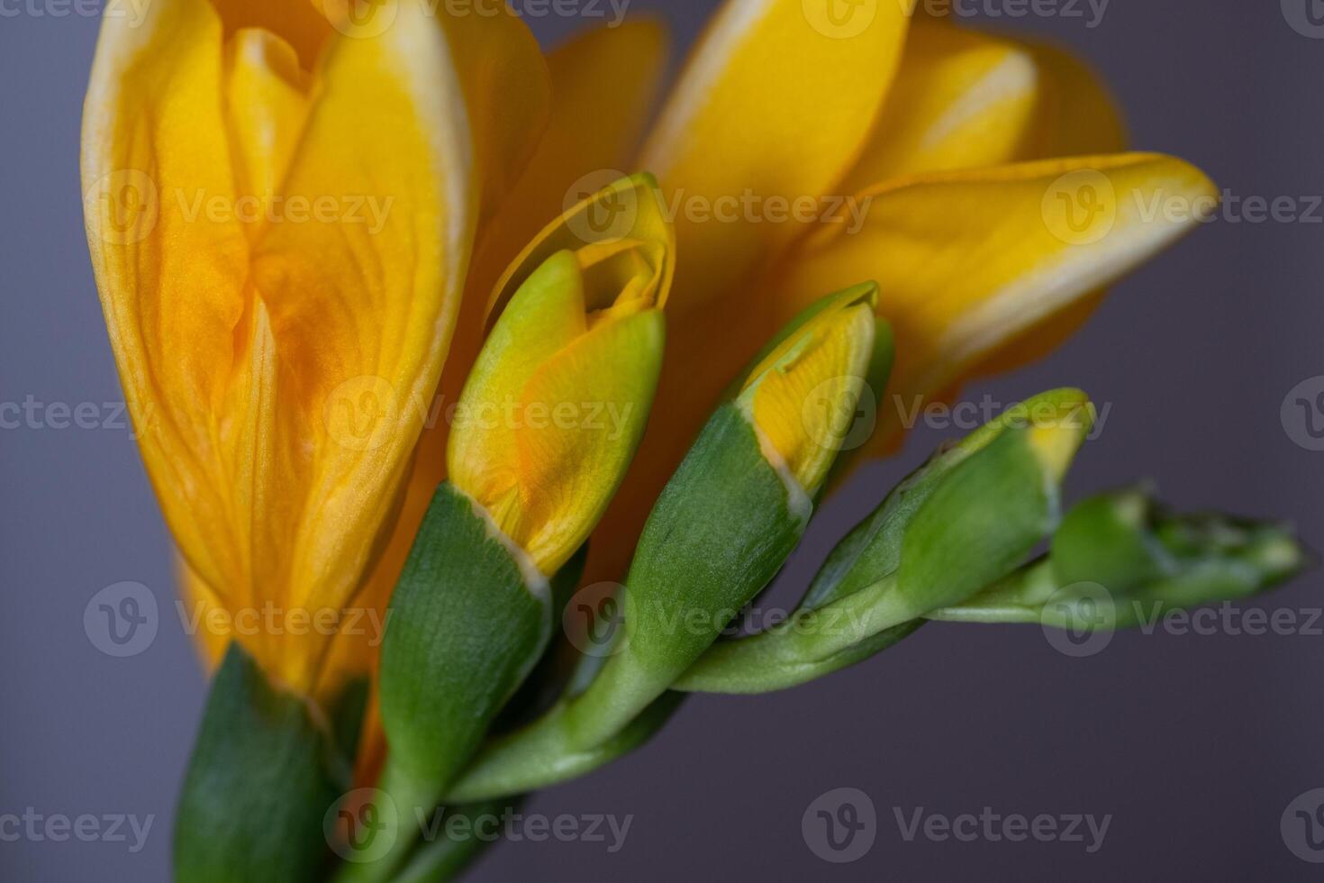 Yellow Freesia flowers and buds close up on a blurred gray background Copy space photo