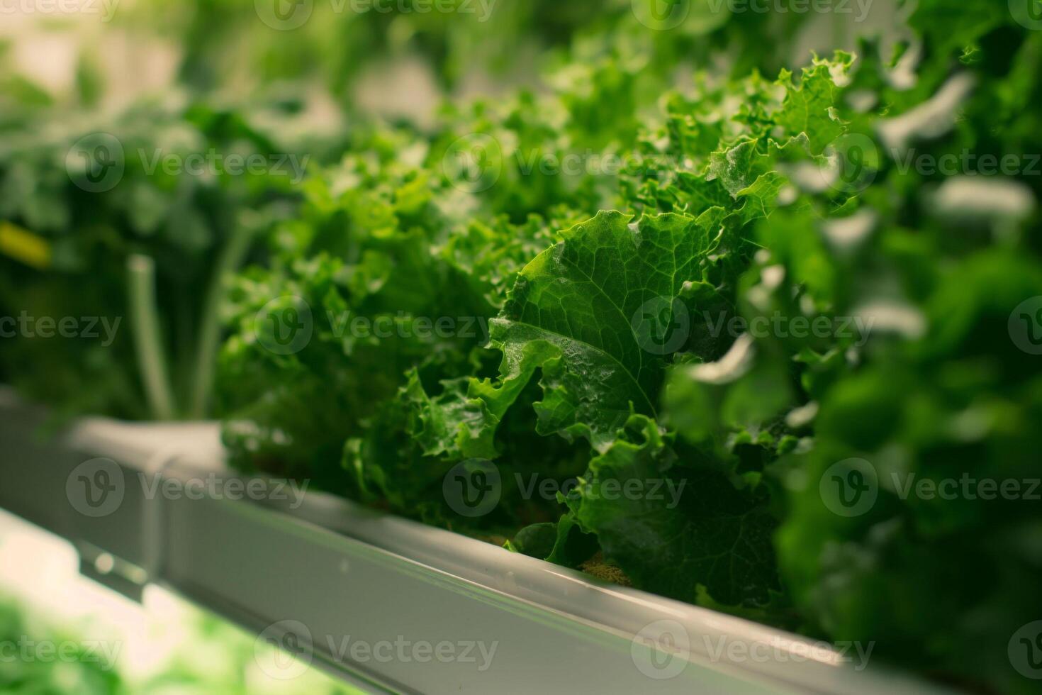 Lush kale leaves bask in the soft glow of an indoor garden's grow lights, showcasing the freshness and vitality of urban agriculture. photo