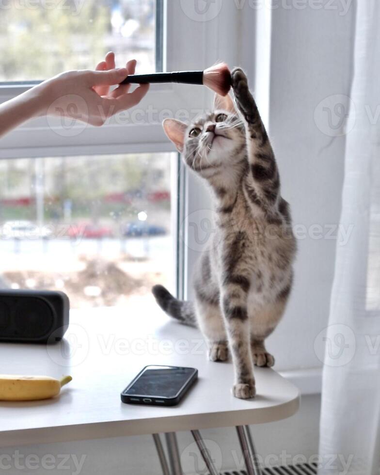 A cat is sitting on the kitchen table and reaching for a brush for applying blush, soft focus, against the background of a panoramic window photo