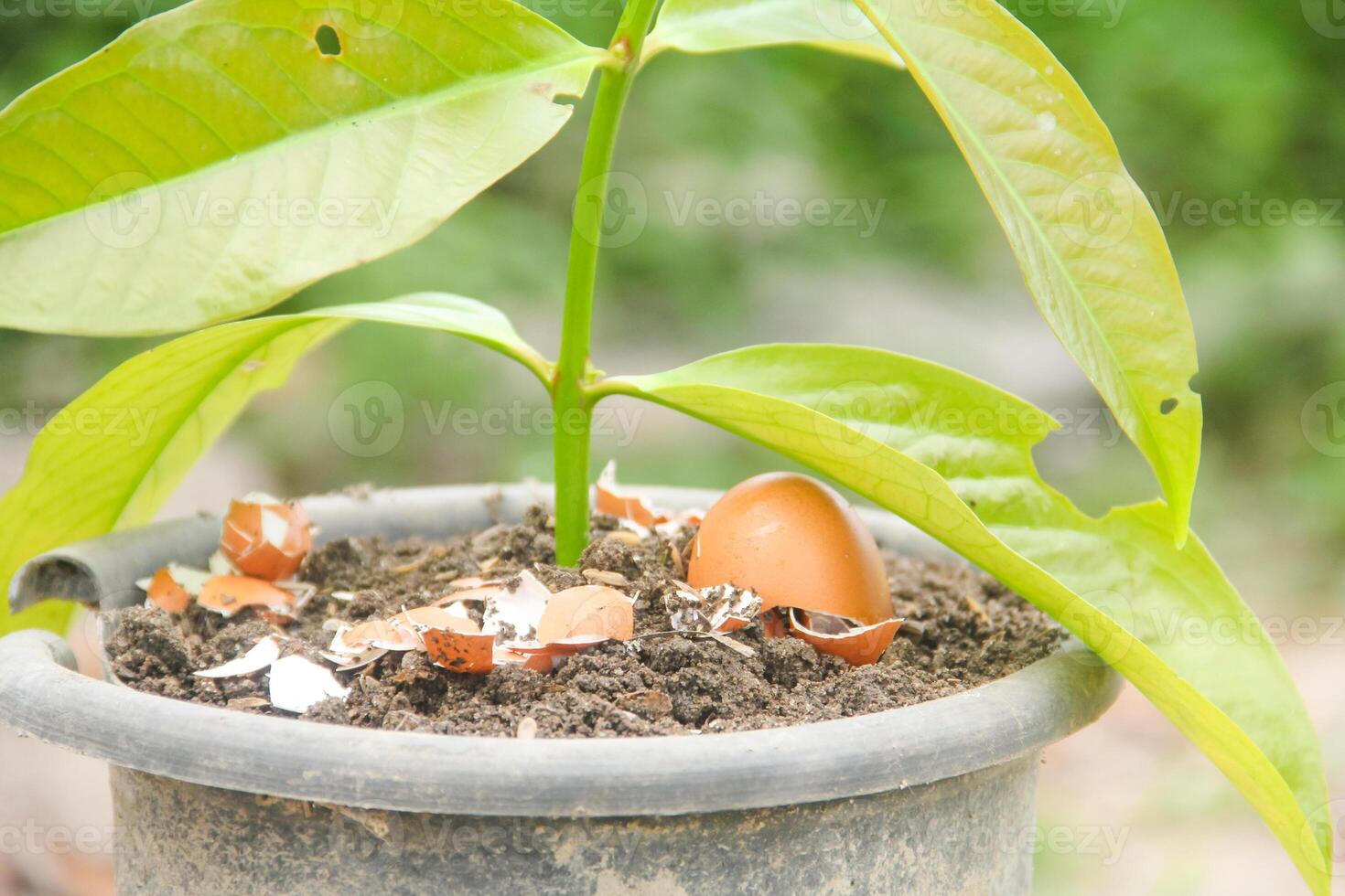 Egg shells and plants, the benefits of calcium from egg shells are good for plant fertility photo