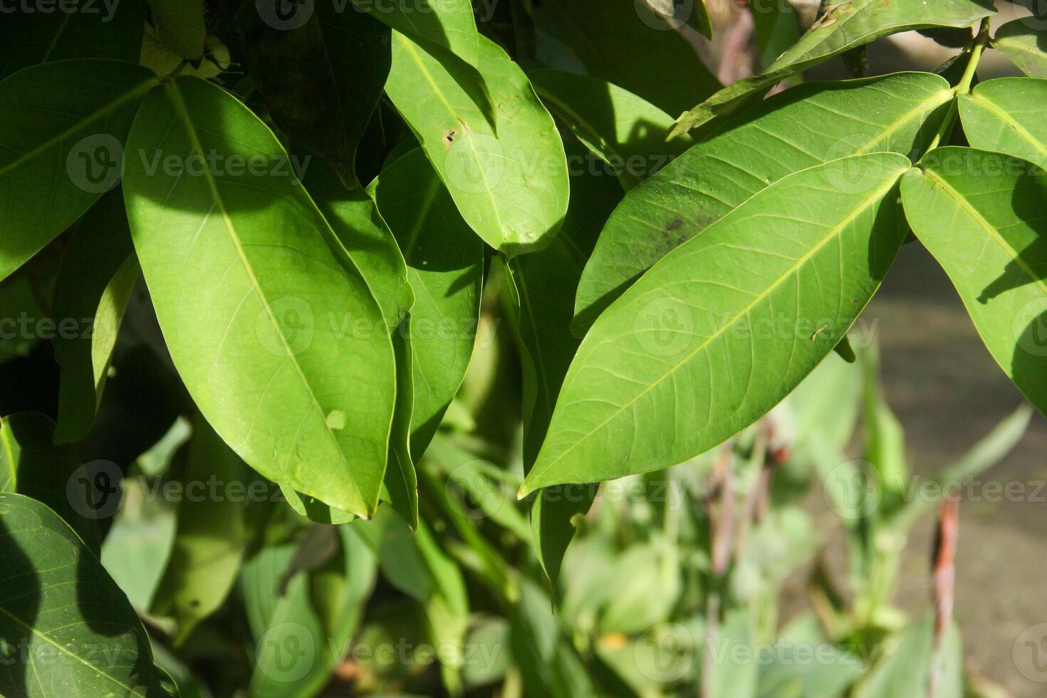 Background of green leaves from water guava trees illuminated by the morning sun photo