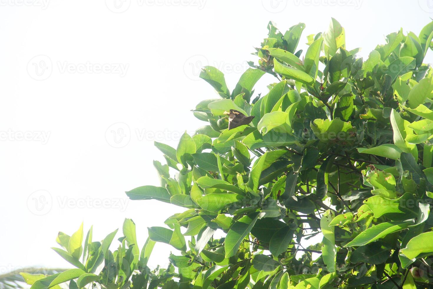 Background of green leaves from water guava trees illuminated by the morning sun photo