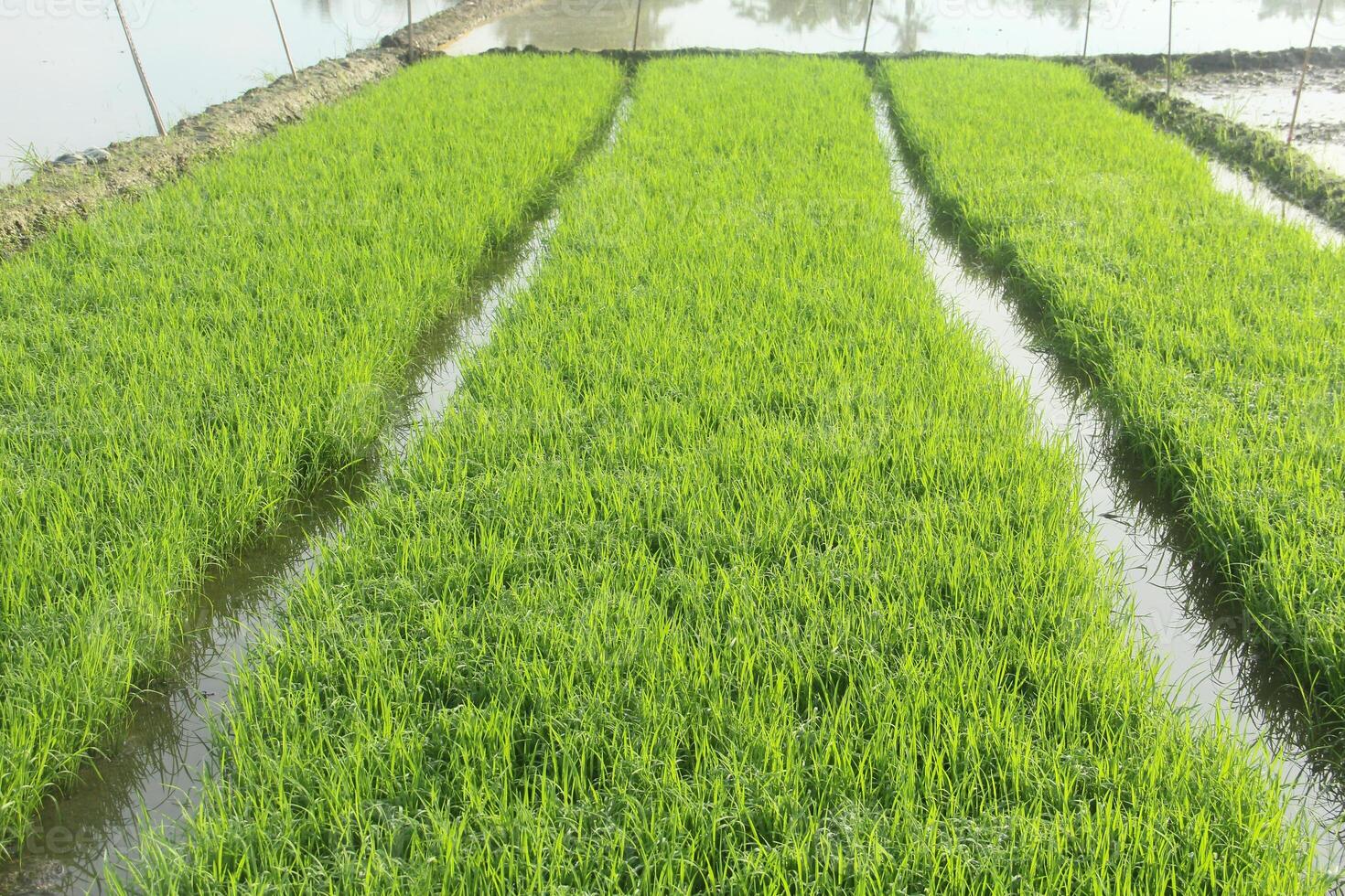 Seeding rice plants before moving them to rice fields for enlargement photo