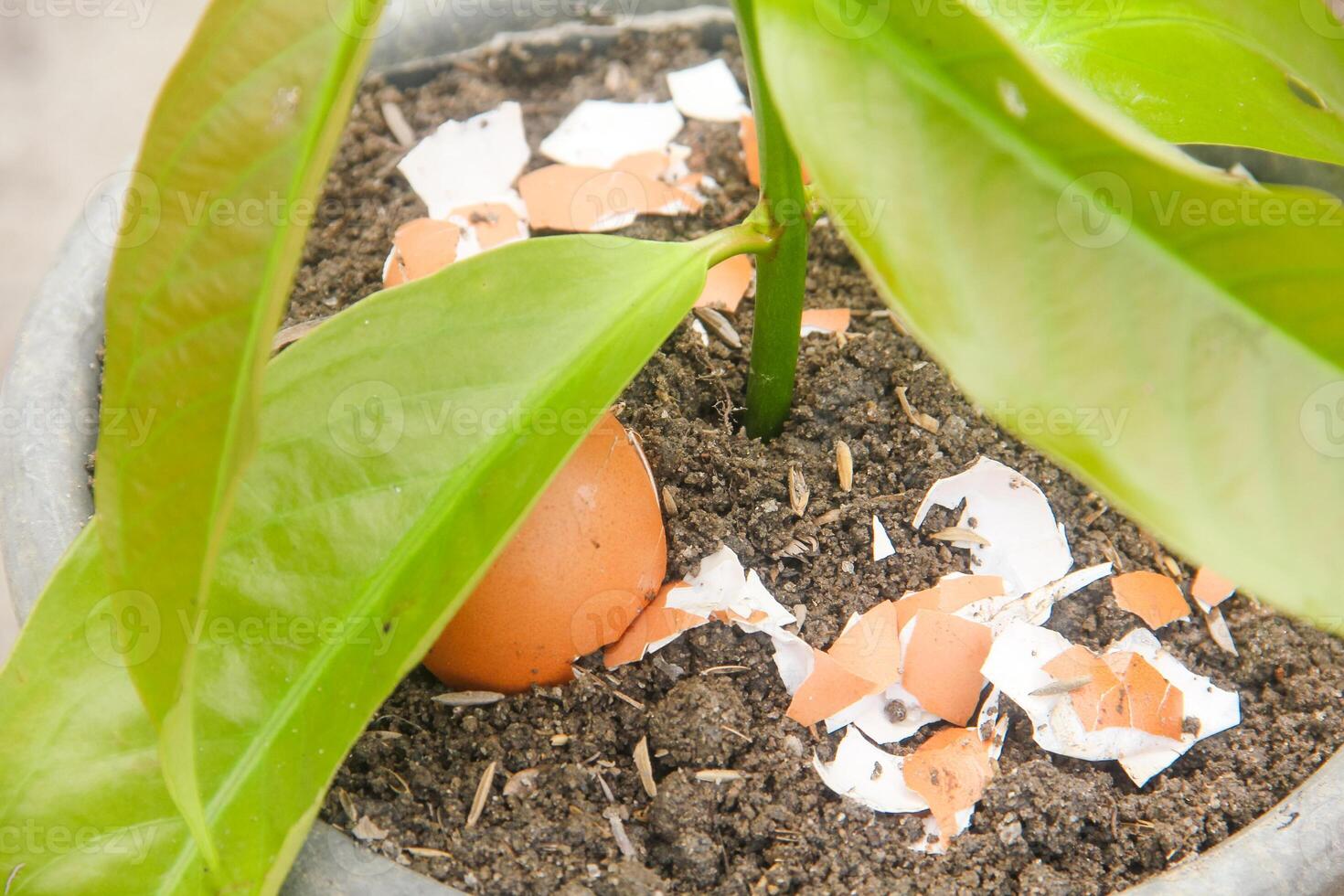 Egg shells and plants, the benefits of calcium from egg shells are good for plant fertility photo