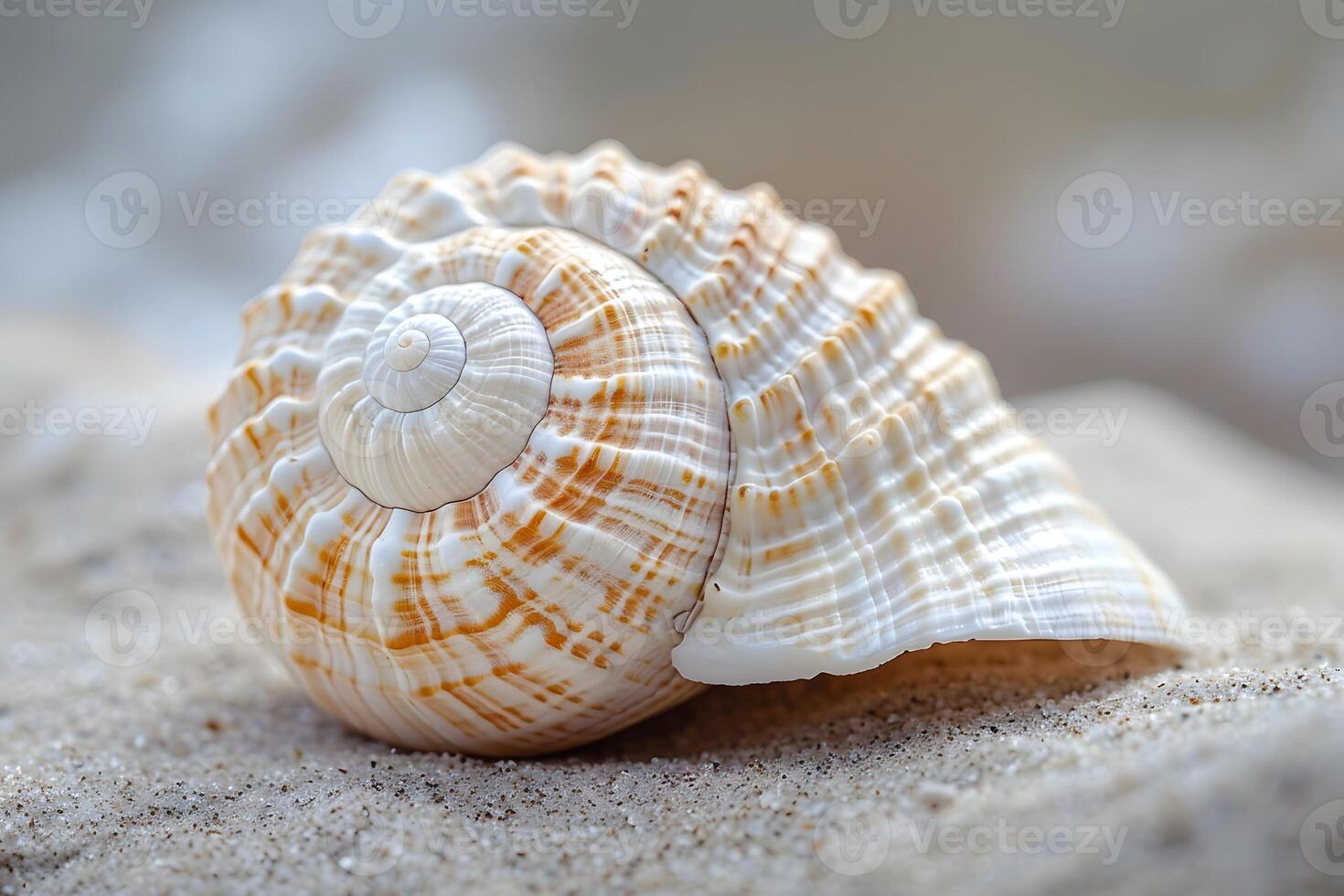 A shell on the sand with a shell on it photo