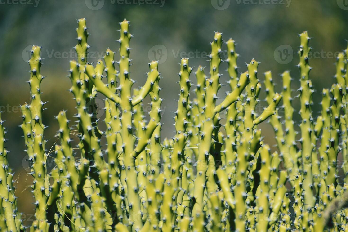 Big green cactus background. Closeup of tall dense cactus, background cactus with spines. photo