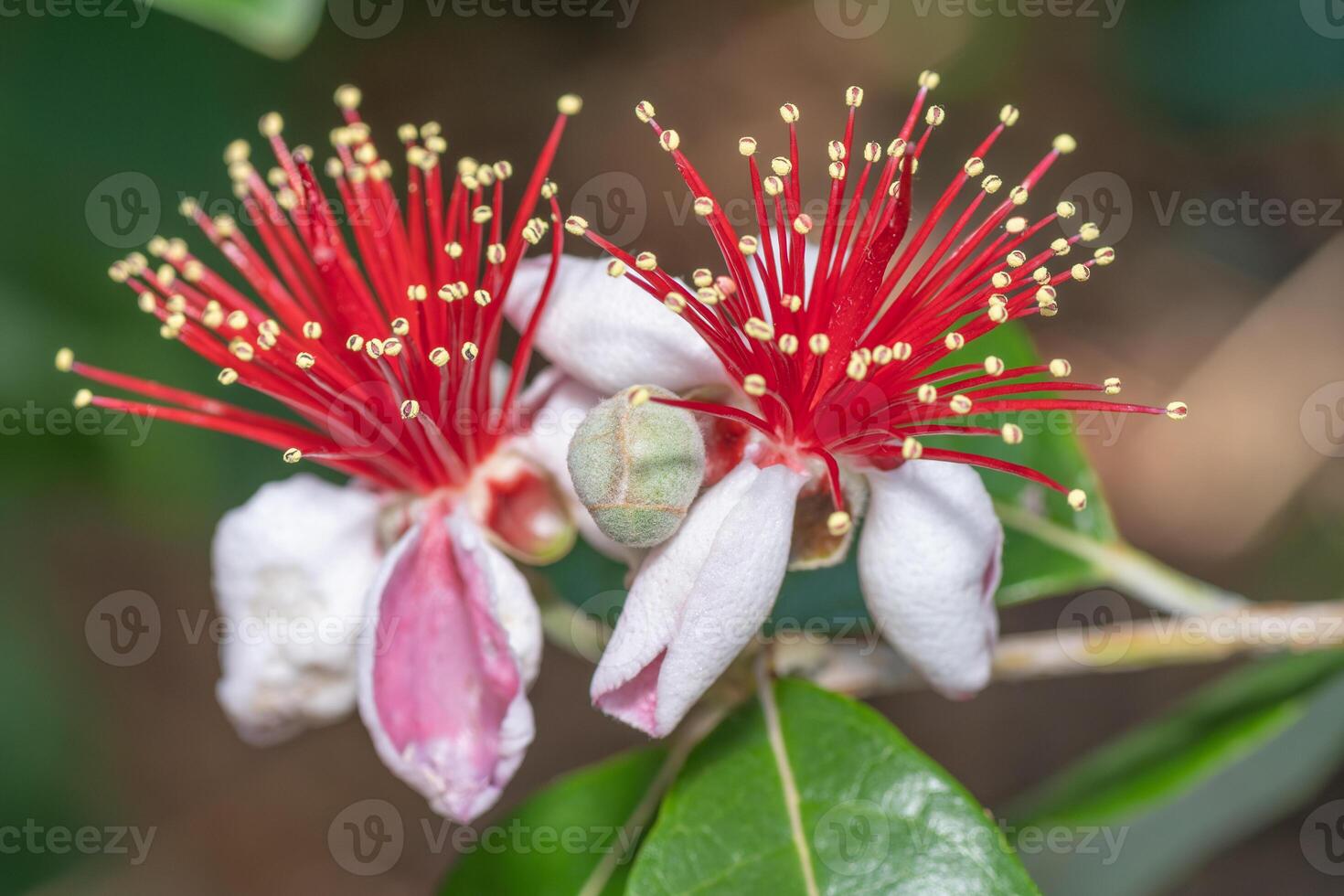 Colorful blooms of white and red in a subtropical garden in Texas. photo