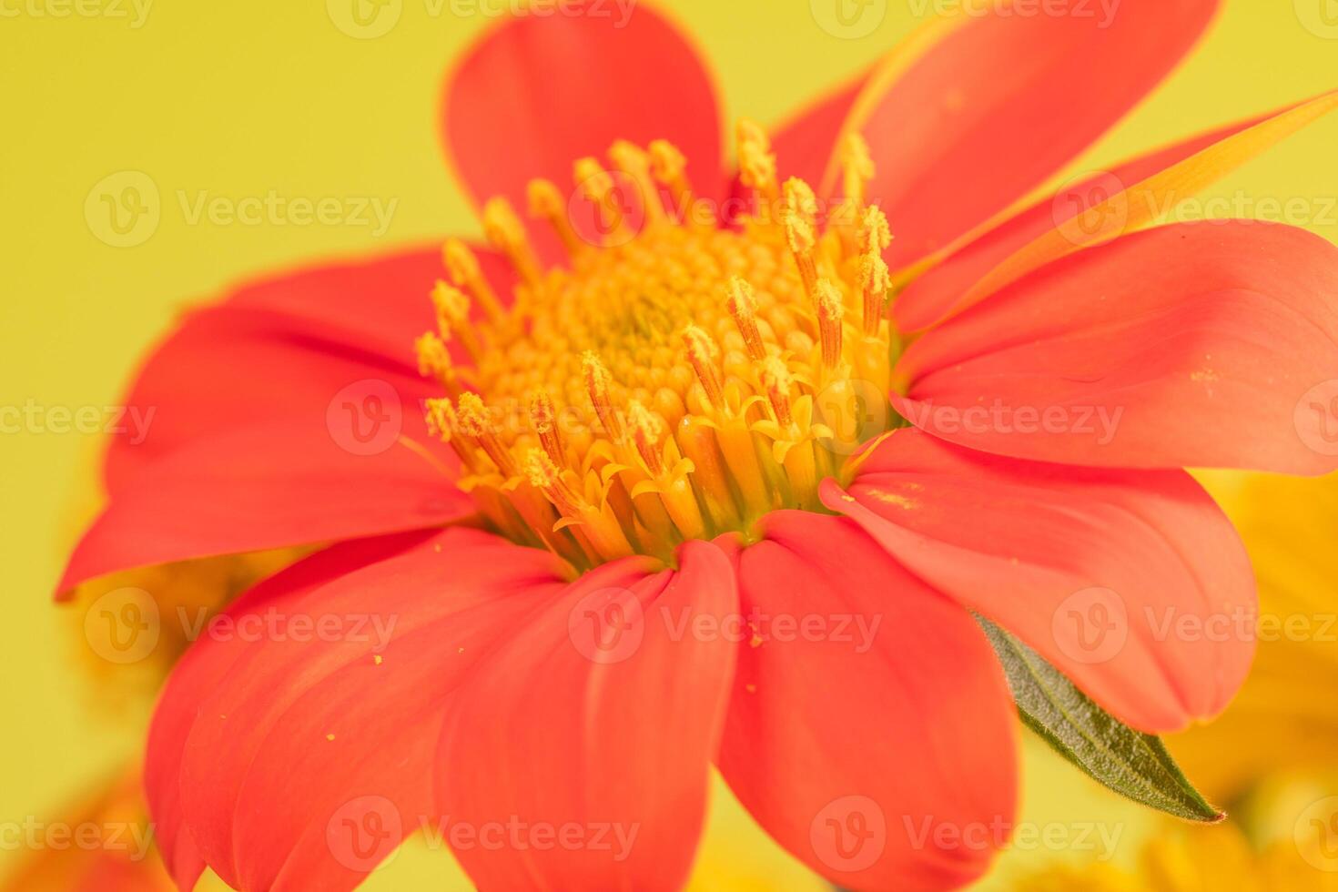 Closeup of a vibrant orange and yellow Mexican sunflower bloom. photo