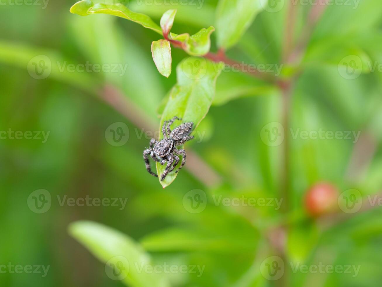 A familiar jumping spider sitting on a green leaf. photo