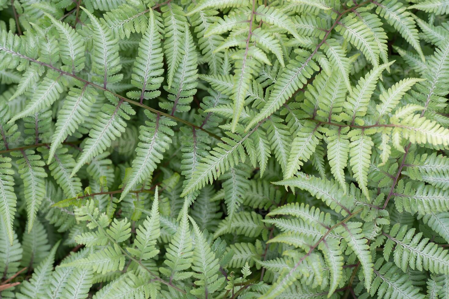 Details of the textured foliage of a fern growing in a garden. photo