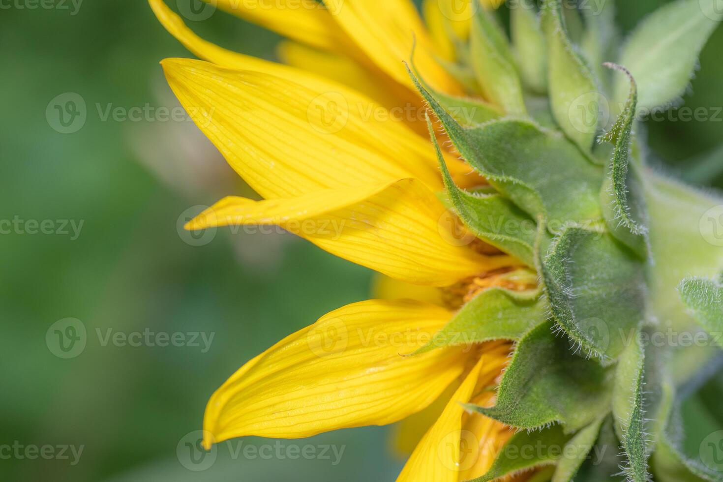 Closeup of the yellow petals of a beautiful sunflower. photo