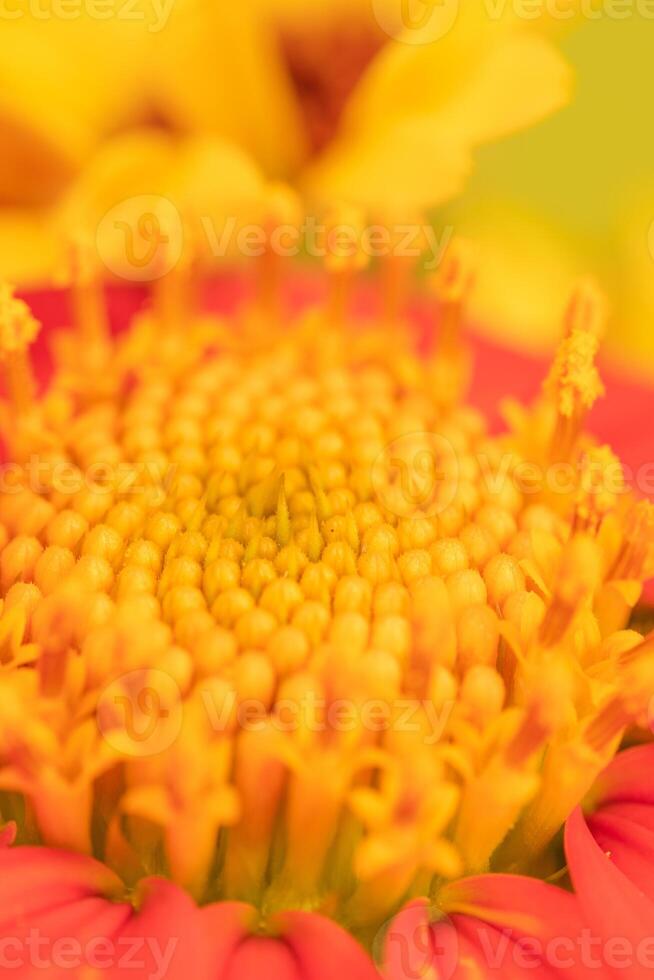 Extreme closeup of a Tithonia rotundifolia flower. photo