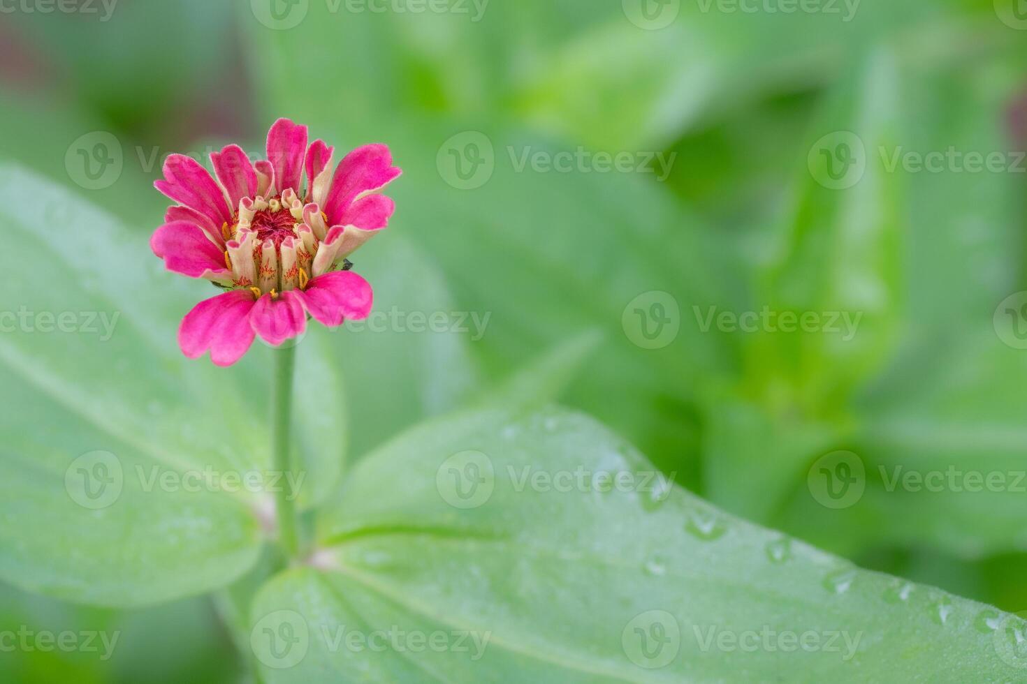 A single flowerhead on a green background with space for copy. photo