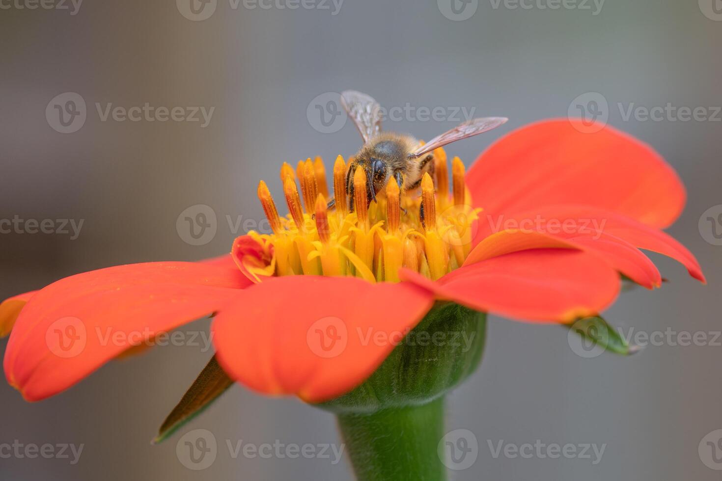 A pollinator on an orange flower growing in a spring garden. photo