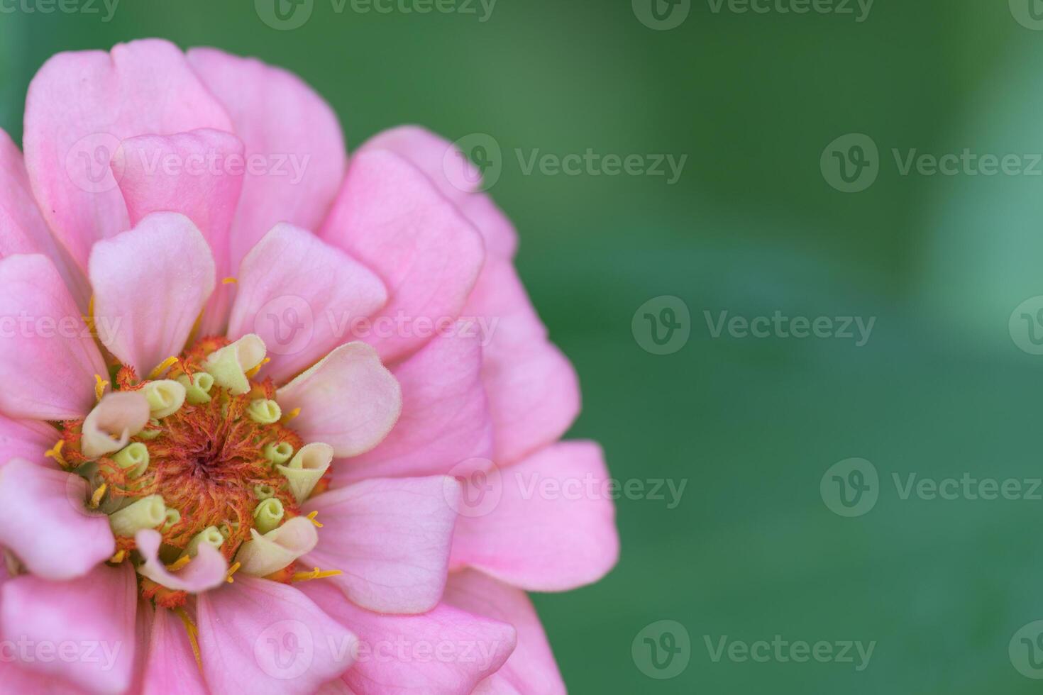 A pink zinnia flower with green space for copy. photo