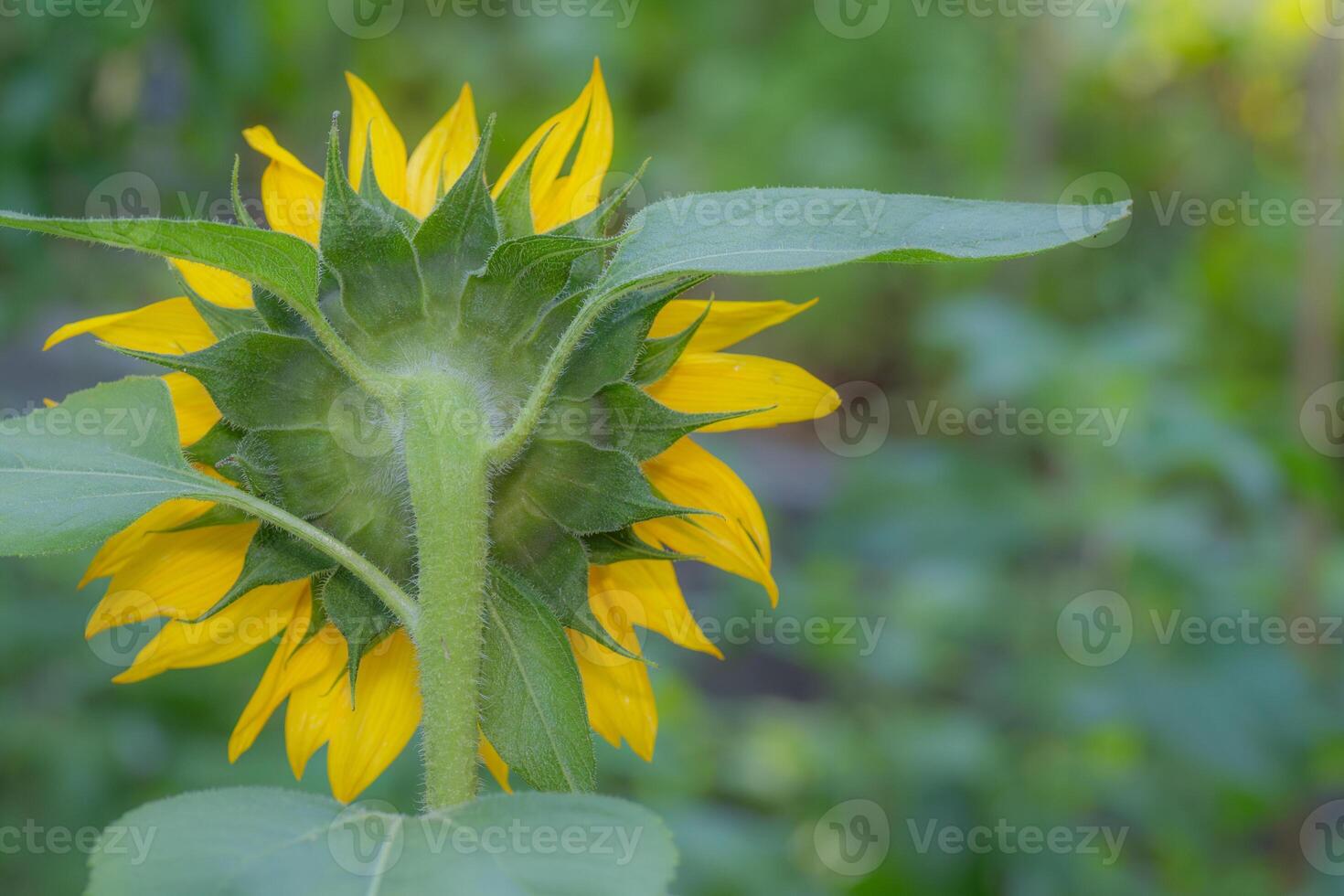 Closeup of a sunflower with copy space on the right side. photo