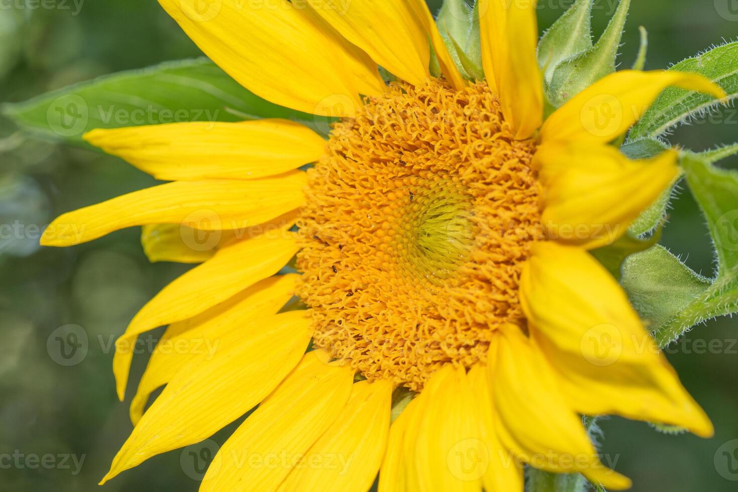 Macro image of a flower with bright yellow petals. photo