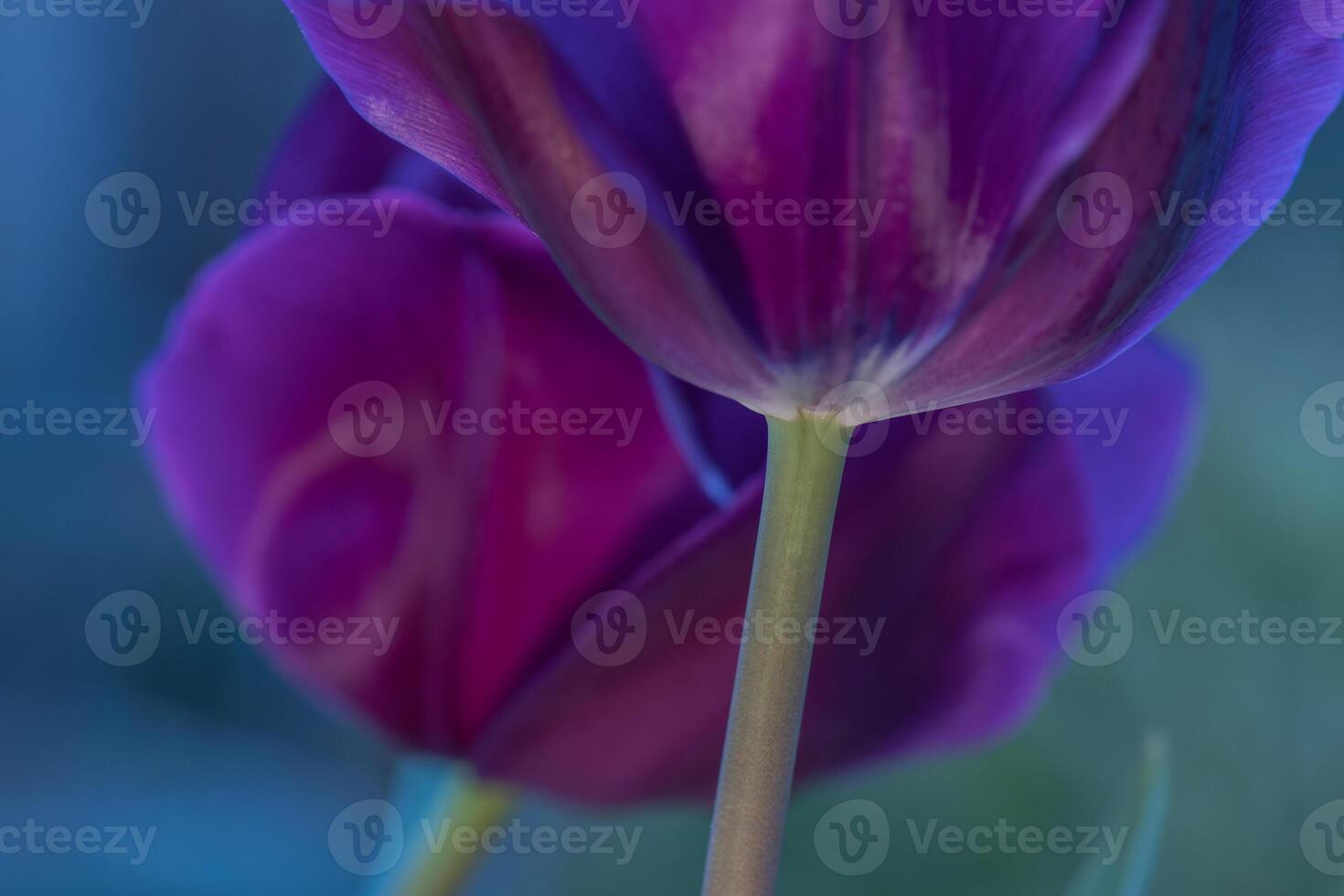 Abstract image of purple tulips photo