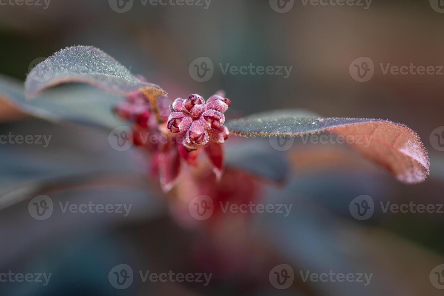 Chinese fringe-flower is an ideal ornamental plant for the garden. photo